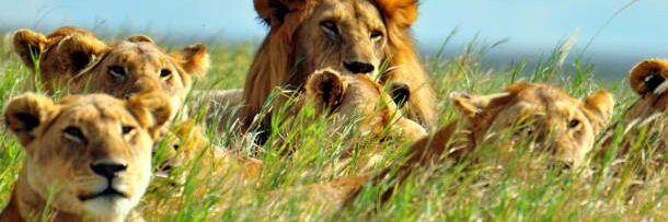 Lions-in-Grass-Africa-Overland-Safaris-Africa-Lodge-Safaris-Africa-Tours-On-The-Go-Tours