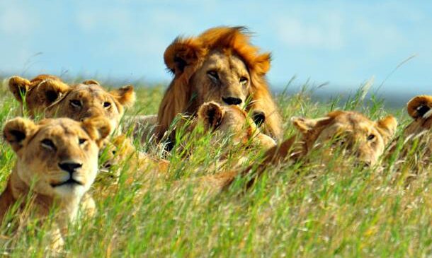Lions-in-Grass-Africa-Overland-Safaris-Africa-Lodge-Safaris-Africa-Tours-On-The-Go-Tours