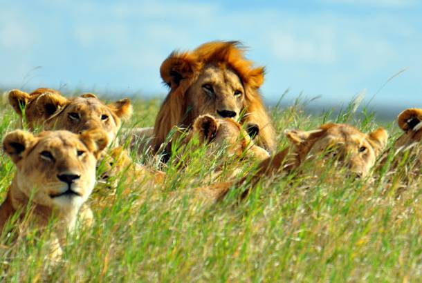 Lions-in-Grass-Africa-Overland-Safaris-Africa-Lodge-Safaris-Africa-Tours-On-The-Go-Tours
